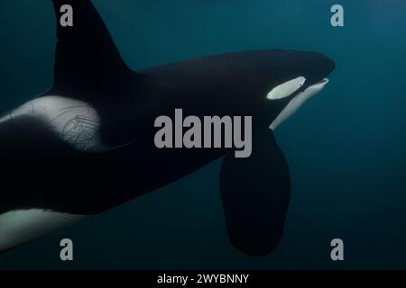 Orca (Killerwal) schwimmt im dunkelblauen Wasser in der Nähe von Tromso, Norwegen. Stockfoto