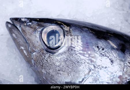 Thunfisch auf dem Fischmarkt. Getaria. Guipuzcoa. Baskenland. Spanien. Stockfoto