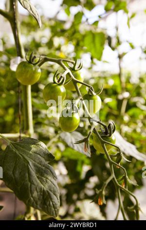 Tomatenpflanze in einem Gewächshaus, Hernani, Guipuzcoa, Baskenland, Spanien. Stockfoto