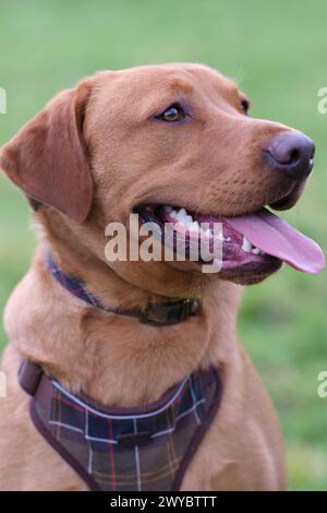Porträt eines Fox Red Labrador auf einem Feld Stockfoto
