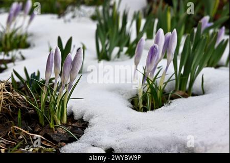 Blühende lila Krokusse im Frühling im Schnee Stockfoto