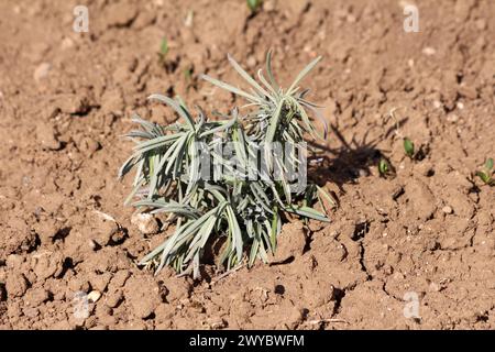 Hausgemachte frisch gepflanzte Lavendel oder Lavandula latifolia oder Spike Lavendel oder portugiesischer Lavendel blühende stark aromatische Strauchpflanze Stockfoto