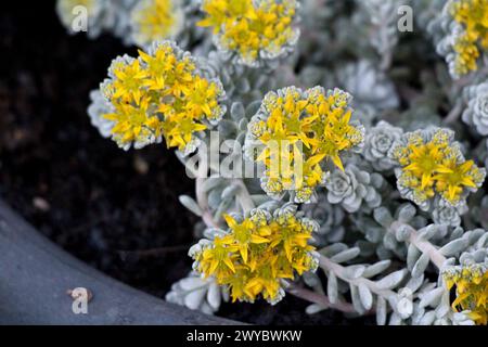 Sedum Spathulifolium Cape Blanco oder Cape Blanco Sedum oder Broadleaf Stonecrop Ground, der sich an immergrüne mehrjährige Pflanzen schmiegt und einen pulverförmigen Teppich bildet Stockfoto