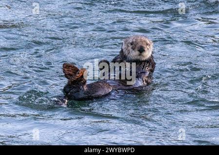 Großaufnahme des Seeotters (Enhydra lutris), der im Ozean schwimmt, in Morro Bay, Kalifornien. Stockfoto