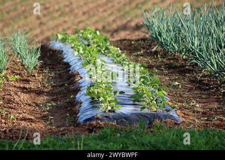 Zwei Reihen Erdbeeren- oder Gartenerdbeerpflanzen mit dunkelgrünen bis roten Blättern, die aus Löchern in dickem, dunklem Nylonboden wachsen Stockfoto