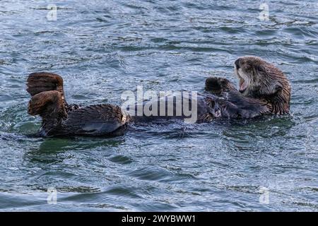 Großaufnahme des Seeotters (Enhydra lutris), der im Ozean schwimmt, in Morro Bay, Kalifornien. Stockfoto