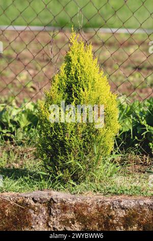 Junge Zypresse oder Cupressus immergrüner Baum mit hellgrüner Schuppe wie Blätter, die in Form von kleinen Sträuchern im Hinterhof eines städtischen Familienhauses wachsen Stockfoto