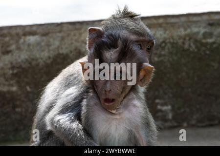 Paar baby Makaken (Macaca fascicularis) im heiligen Affenwald in Ubud, Bali, Indonesien. Stockfoto