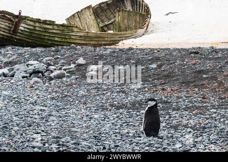 Kinnpinguin (Pygoscelis antarcticus), der an einem felsigen Strand auf der Antarktischen Halbinsel steht. Schiffbruch und Schnee im Hintergrund. Stockfoto