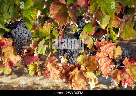 Tempranillo, Weinberge, Samaniego, Araba, Rioja Alavesa, Baskenland, Spanien. Stockfoto