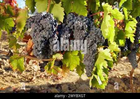 Tempranillo, Weinberge, Samaniego, Araba, Rioja Alavesa, Baskenland, Spanien. Stockfoto