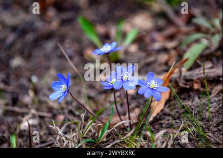 Hepatica nobilis in der Blüte, Gruppe blauviolett lila kleine Blüten, Wildblumen des frühen Frühlings, brauner Hintergrund. Stockfoto