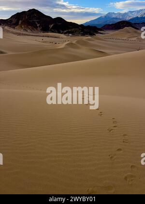 Die spektakulären Sanddünen des Steinbocks im Death Valley National Park, Kalifornien, USA Stockfoto