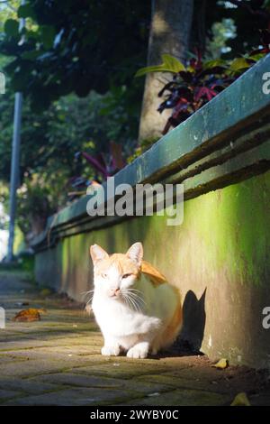 Eine orangene streunende Katze sitzt und in die Kamera schaut Stockfoto