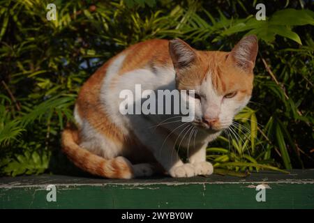 Eine orangene streunende Katze, die sich morgens in einem Park sonnt Stockfoto