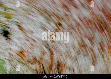 Abstrakte Swirls of Light Movement (ICM) Stockfoto
