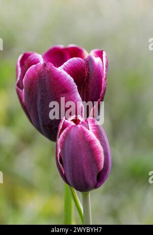 Dunkelburgunderrote Tulpe mit weißen Federn an den Kanten. Jackpot Stockfoto