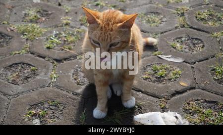 Eine orangene streunende Katze sitzt und in die Kamera schaut Stockfoto