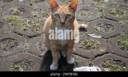 Eine orangene streunende Katze sitzt und in die Kamera schaut Stockfoto