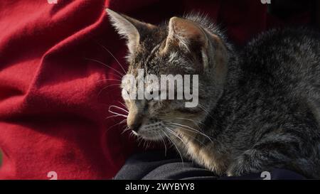 Eine kleine graue Katze, die morgens auf dem Schoß eines Menschen schläft Stockfoto