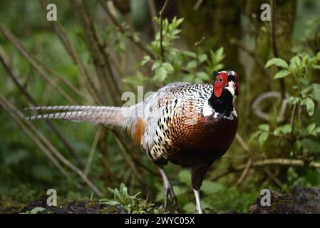 Nahaufnahme, Bild eines männlichen gewöhnlichen Fasans (Phasianus colchicus), aufgenommen im April im UK Woodland, auf dem Weg zur Kamera Stockfoto