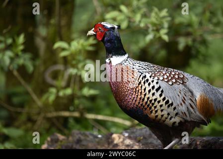 Bild eines männlichen Fasans (Phasianus colchicus), der im britischen Wald spaziert, im linken Profil mit dem Auge auf der Kamera, aufgenommen im Frühjahr Stockfoto