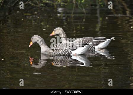 Zwei Graugaengänse (Anser anser), die rechts links vom Bild nebeneinander schwimmen, spiegeln sich im Lake Water, aufgenommen an einem sonnigen Tag im Frühling in Großbritannien Stockfoto