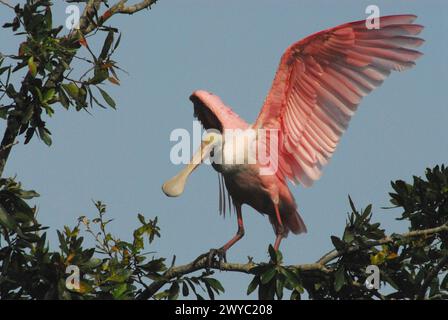 Nahaufnahme eines wunderschönen Rosettenlöffels mit ausgebreiteten Flügeln für die Landung in einem Baumkronen des Florida Everglades National Park. Stockfoto