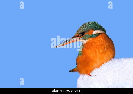 eisvogel (Alcedo atthis) Weibchen, die im Winter im Schnee thront Stockfoto