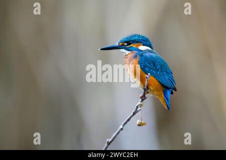 eisvogel (Alcedo atthis) Jungvögel, im Spätsommer auf Zweig über dem Wasser des Teichs Stockfoto