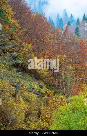 Herbstfarben im Irati-Wald Stockfoto