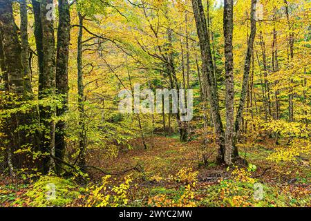 Herbstfarben im Irati-Wald Stockfoto