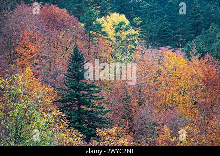 Herbstfarben. Irati Wald Stockfoto