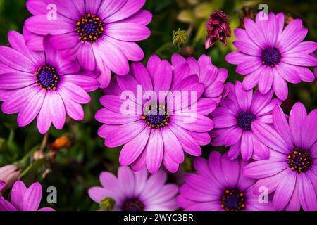Nahaufnahme afrikanischer Gänseblümchen, auch Purple Osteospermum genannt Stockfoto