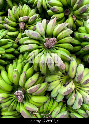 Ein Haufen unreifer Bananen. Dieses Foto wurde aus Bangladesch gemacht. Stockfoto