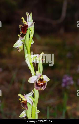 Blühende Levant-Bienenorchidee (Ophrys levantina), in natürlichem Lebensraum auf Zypern Stockfoto