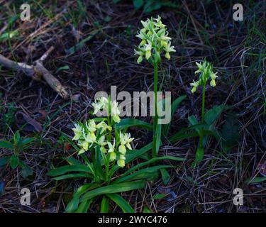 Blühende römische Orchideen (Dactylorhiza romana), in natürlichem Lebensraum auf Zypern Stockfoto