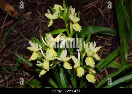 Blüte der römischen Orchidee (Dactylorhiza romana), in natürlichem Lebensraum auf Zypern Stockfoto