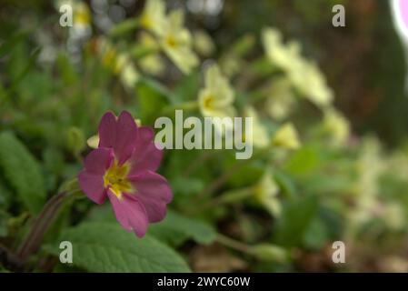 Frühlingszwiebeln UK, lila und gelbe Primeln Stockfoto