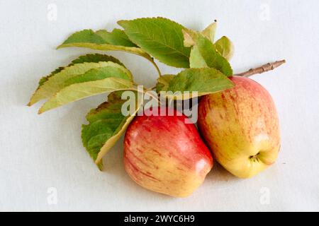 Zwei reife Äpfel auf einem Zweig mit Blättern Stockfoto