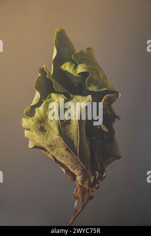 Die Eichenblätter sind verdreht, als würden sie aneinander hängen Stockfoto