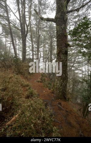 Ein Waldweg schlängelt sich durch hohe Bäume, die in Nebel gehüllt sind, und schafft eine magische und geheimnisvolle Waldszene Stockfoto