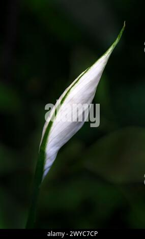 Weiße Calla-Lilie auf schwarzem Hintergrund Stockfoto