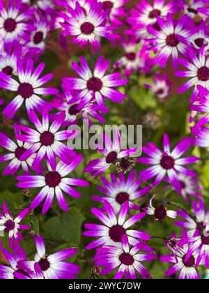 Die Nahaufnahme zeigt ein Muster, das von wunderschönen Lavendel-Gänseblümchen gebildet wird, die im Frühling blühen. Stockfoto