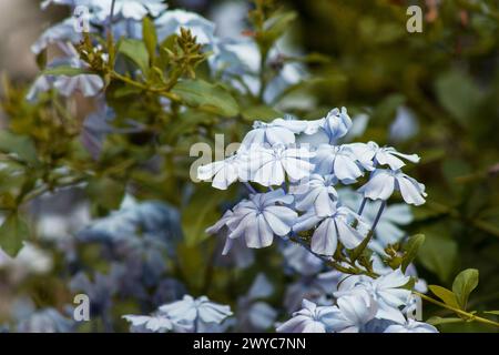 Plumbago auriculata, kap-Bleikraut, Pflanzenblume auf natürlichem Hintergrund Stockfoto