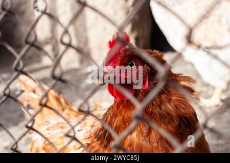 Hühnchen in einem Hühnerstall auf einer Farm. Geflügelzucht und Hühnerzucht. Schaut auf die Kamera. Nahaufnahme. Selektiver Fokus. Kopierbereich. Stockfoto