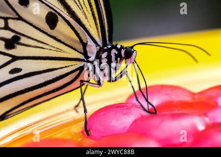 Schmetterling trinkt Nektar in einem Zoo Stockfoto