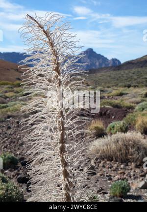 Eine Nahaufnahme einer getrockneten Pflanze einer Echium wildpretii, Vipers Bugloss, Tajinaste rojo im Teide Nationalpark Teneriffa Stockfoto