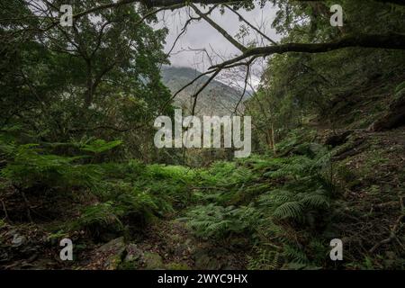 Abgeschiedener Waldweg umgeben von überhängenden Farnen und der Ruhe ungestörter Natur Stockfoto