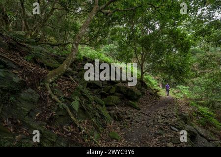 Ein Wanderer tritt leicht auf einem abgeschiedenen Waldweg, umgeben von überhängenden Farnen und der Ruhe ungestörter Natur Stockfoto